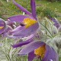 Pulsatilla vulgaris fleur
